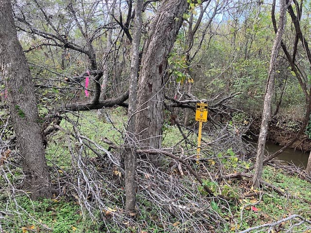 Trees Flagged in the Park